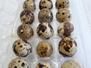 quail+eggs